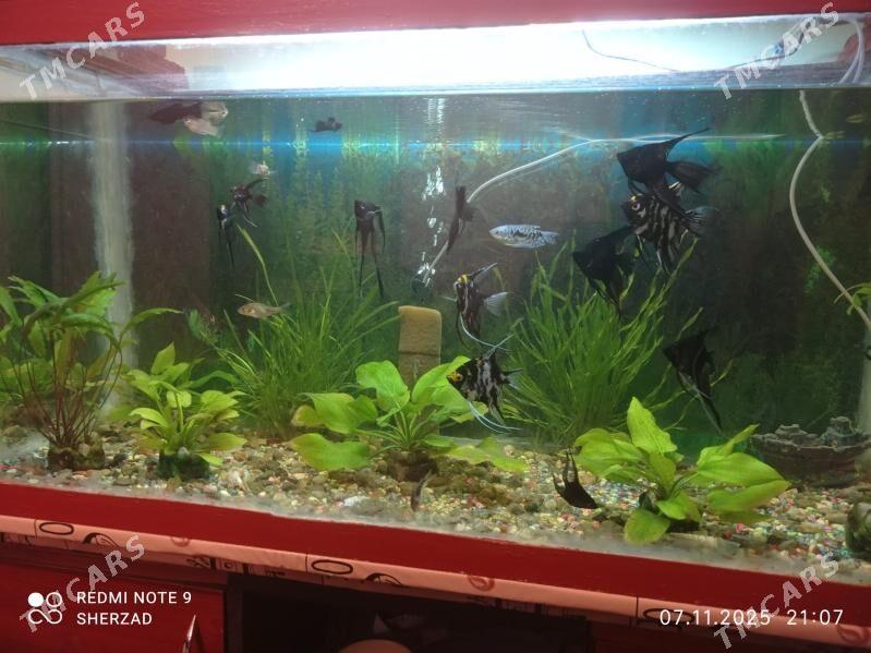 akvarium balyk - Дашогуз - img 4
