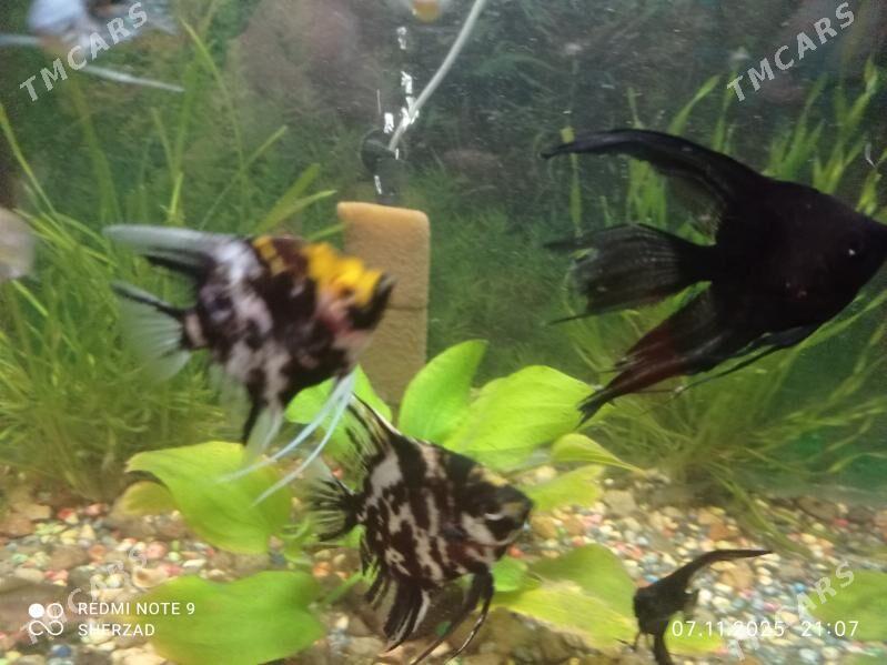 akvarium balyk - Дашогуз - img 3