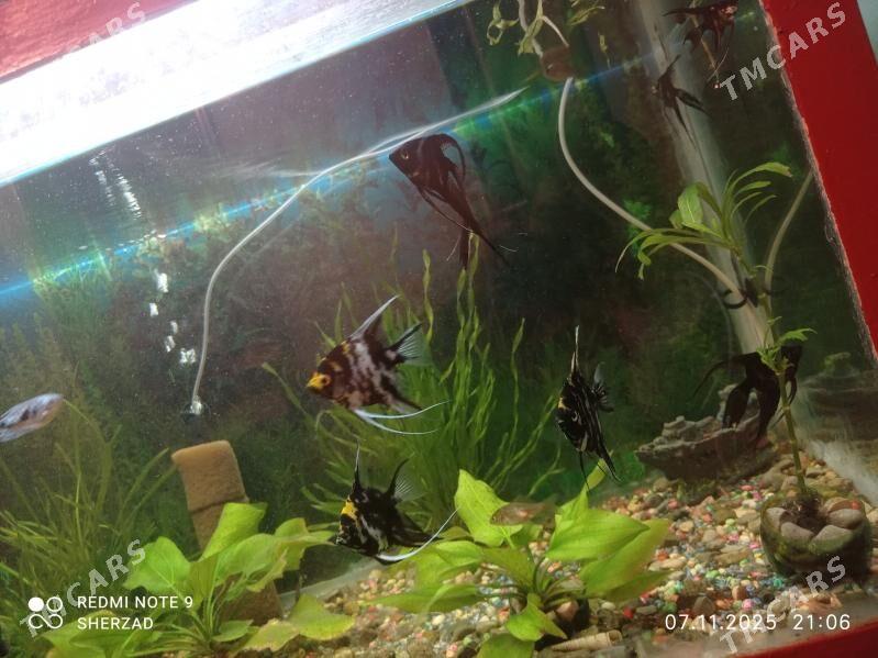 akvarium balyk - Дашогуз - img 5