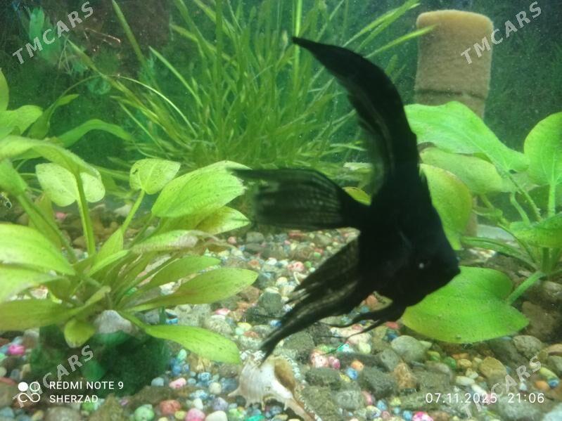 akvarium balyk - Дашогуз - img 1