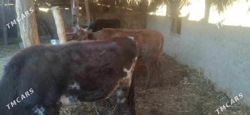 öküzler - Туркменабат - img 2