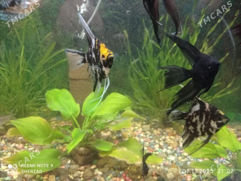 akvarium balyk - Дашогуз - img 2