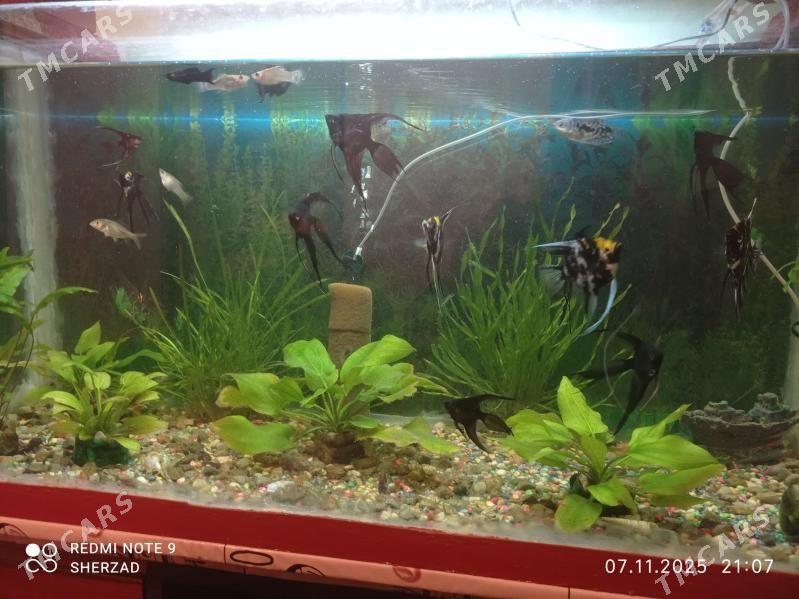 akvarium balyk - Дашогуз - img 6