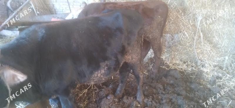 öküzler - Туркменабат - img 3