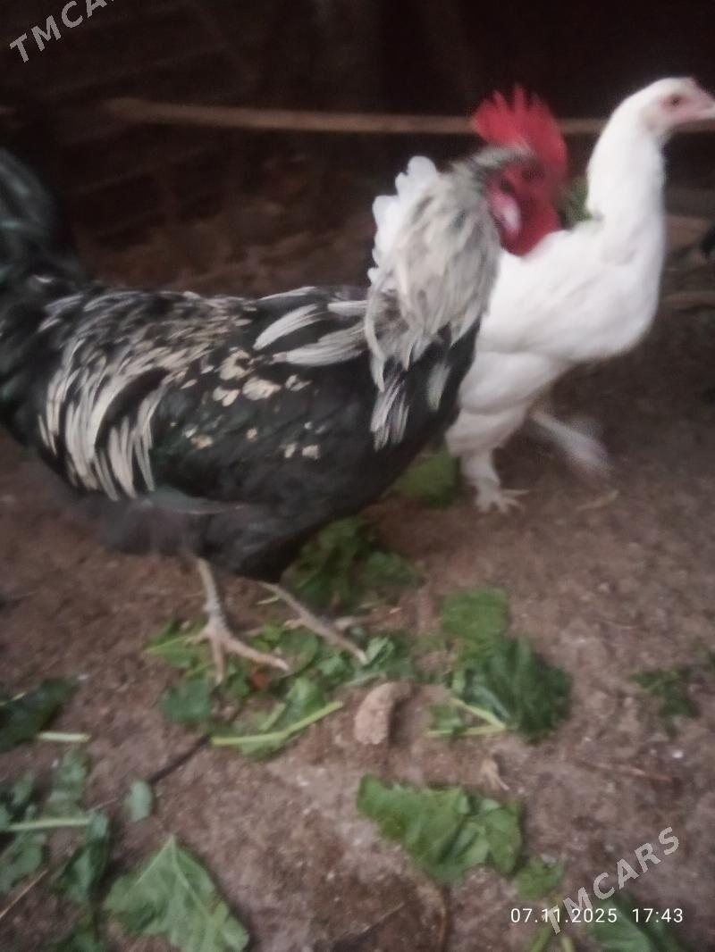 gigat xoraz towyk - Türkmenabat - img 3