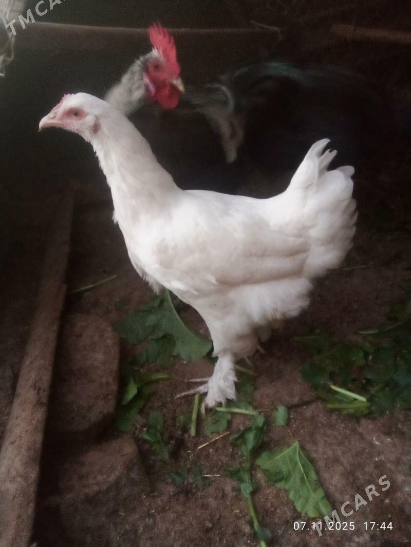 gigat xoraz towyk - Türkmenabat - img 7