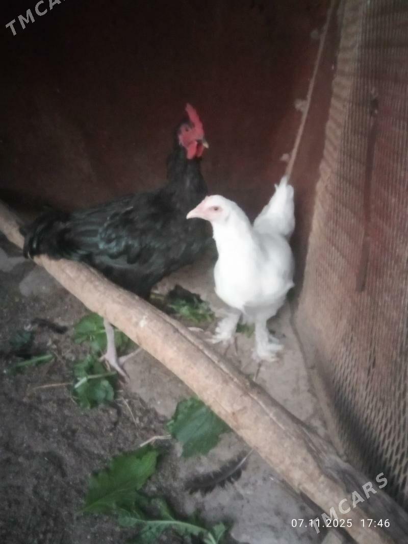 gigat xoraz towyk - Türkmenabat - img 2