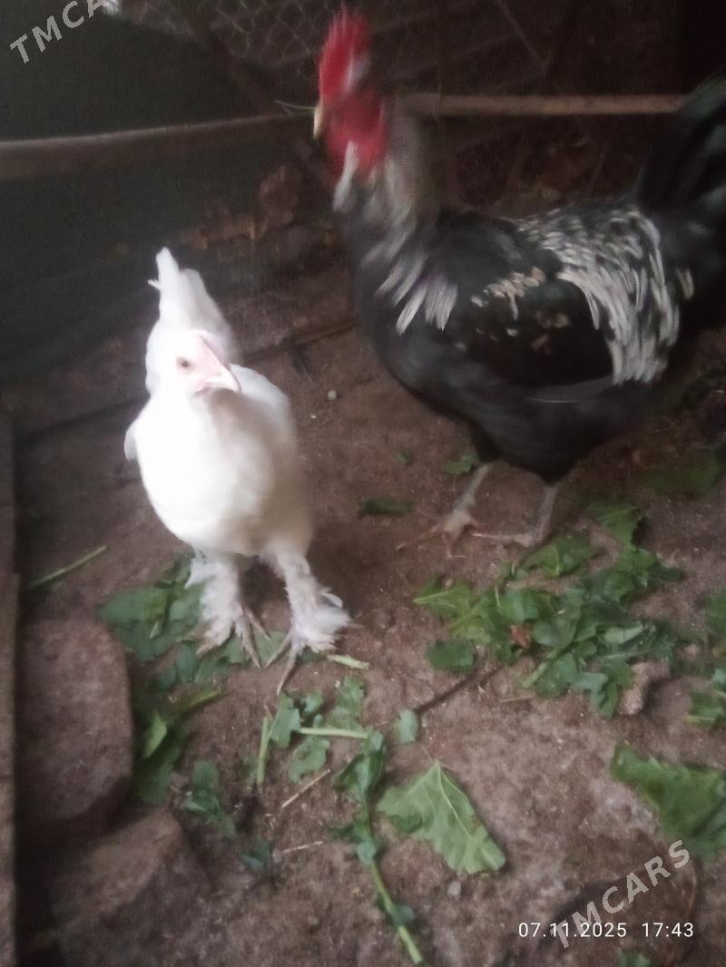 gigat xoraz towyk - Türkmenabat - img 5