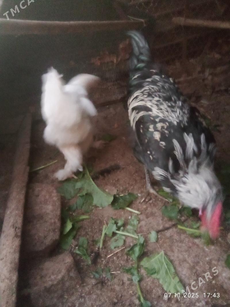 gigat xoraz towyk - Türkmenabat - img 4