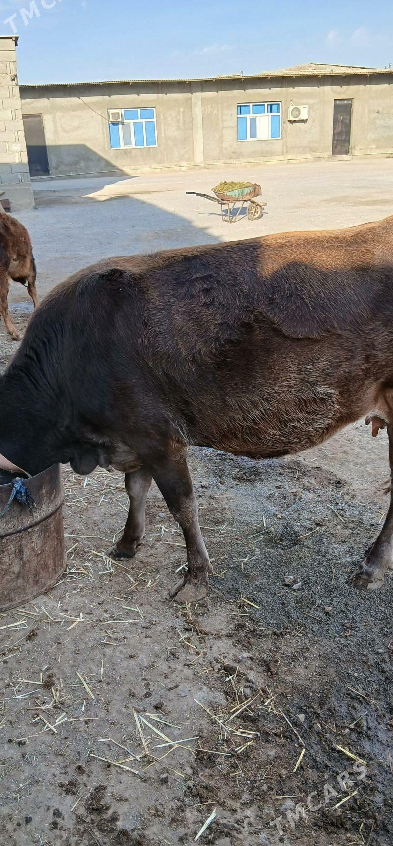 Okuz - Gyzylarbat - img 8