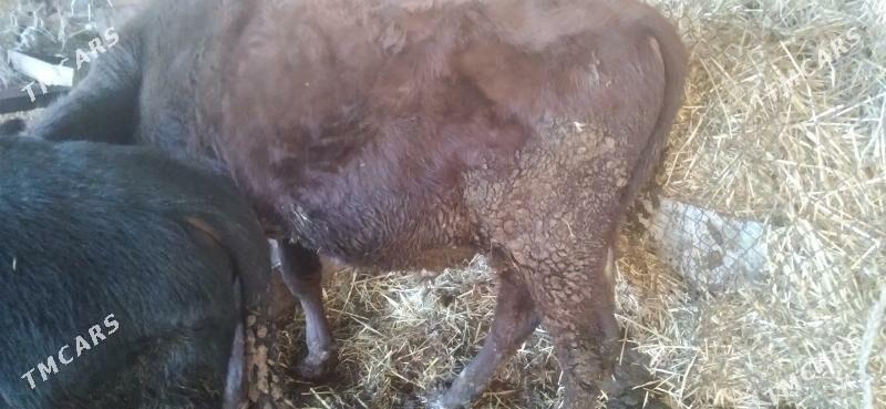 öküzler - Туркменабат - img 4