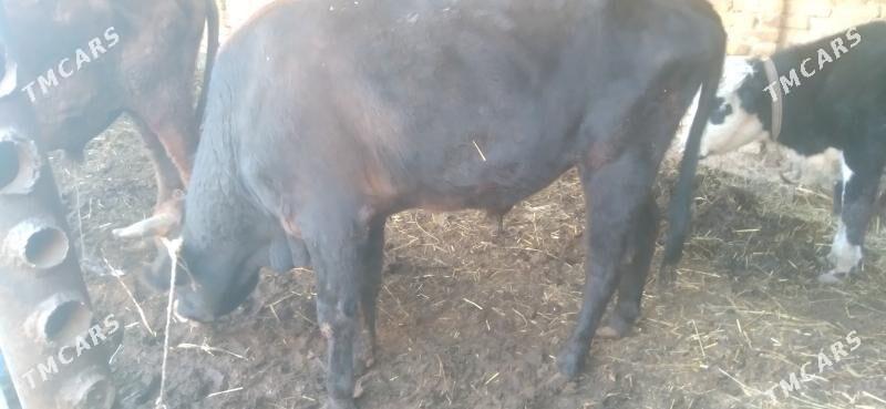 öküzler - Туркменабат - img 5