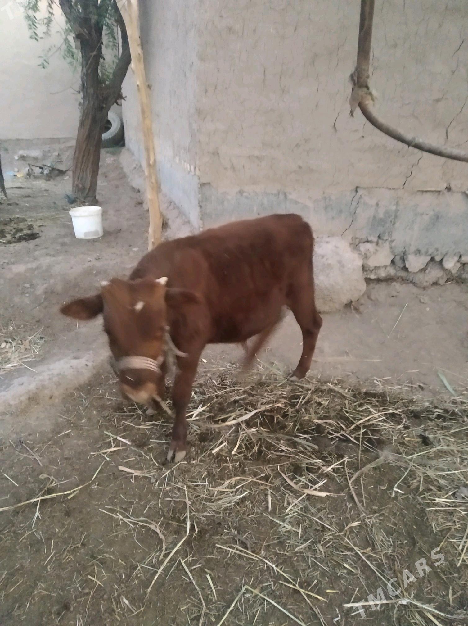 okiz - Дашогуз - img 4