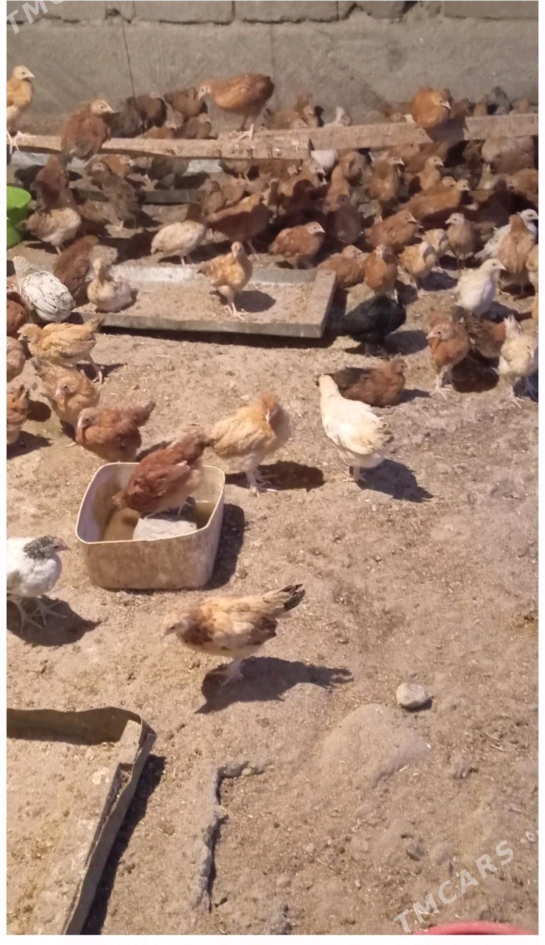 juje - Бахарден - img 3