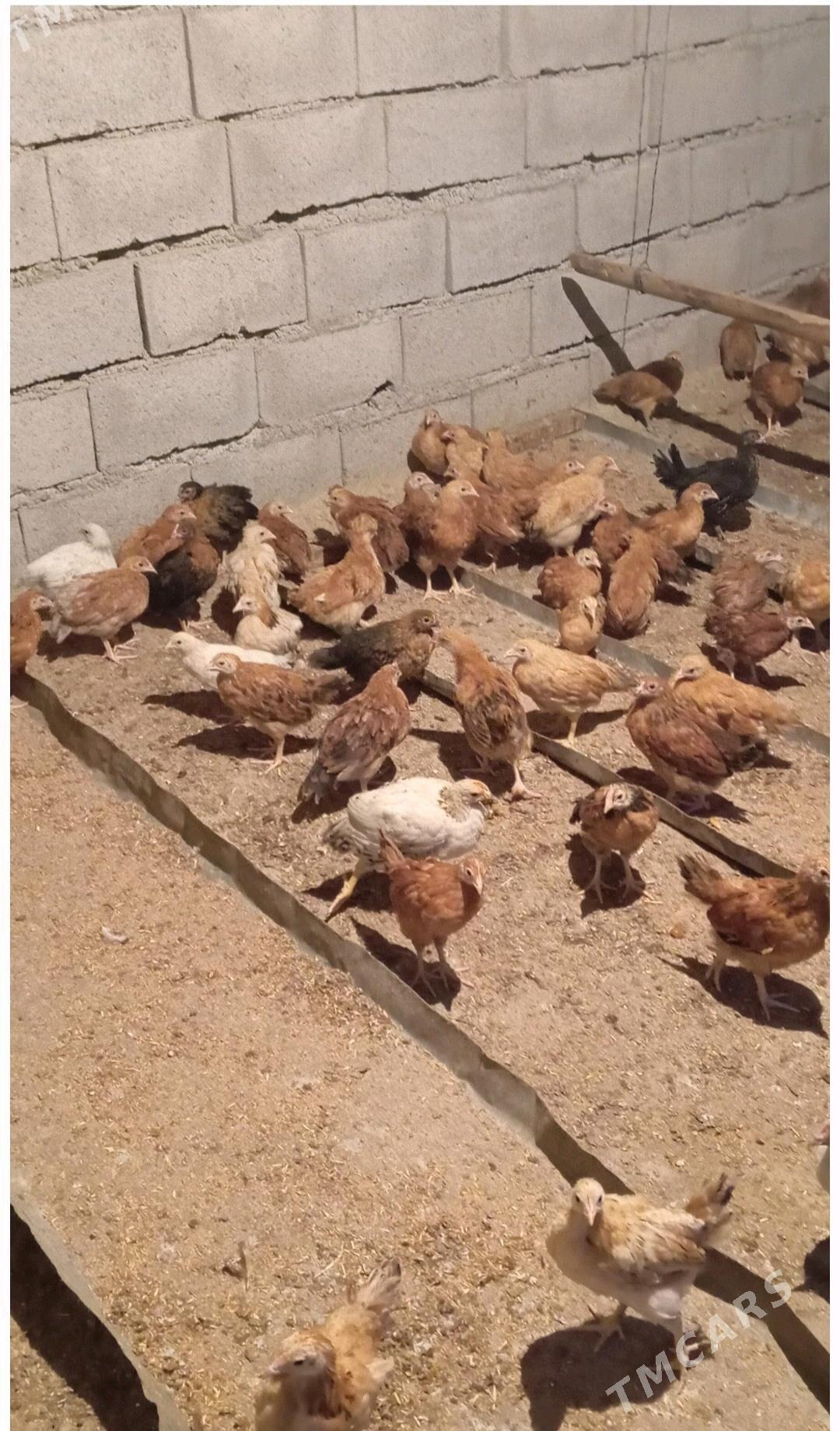 juje - Бахарден - img 2