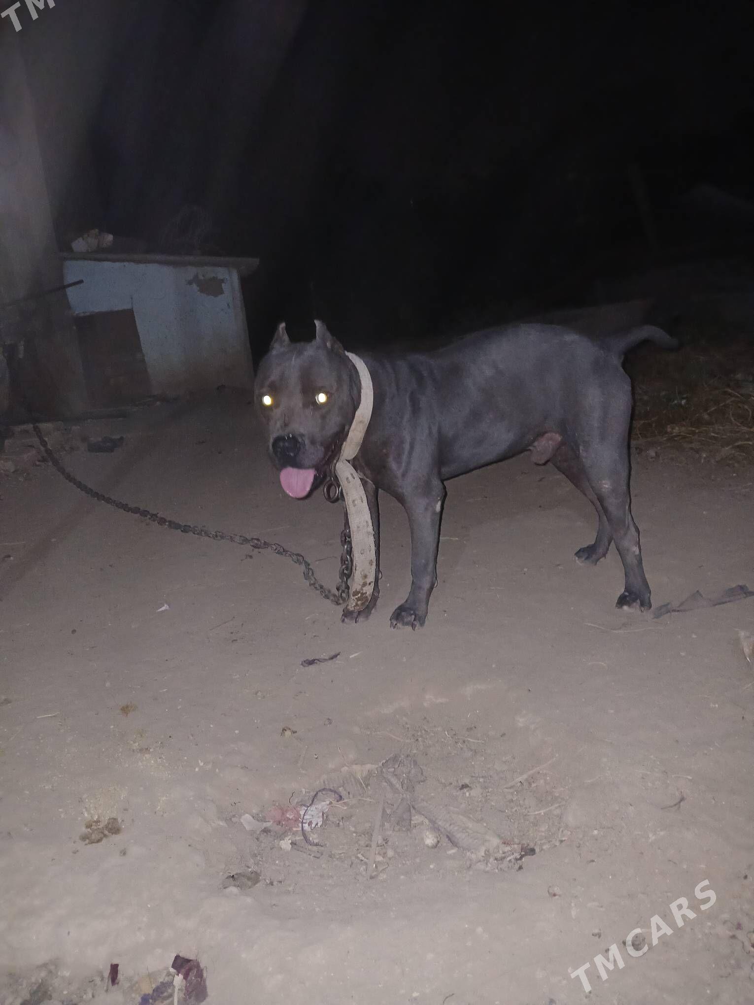 Pitbul - Мары - img 4