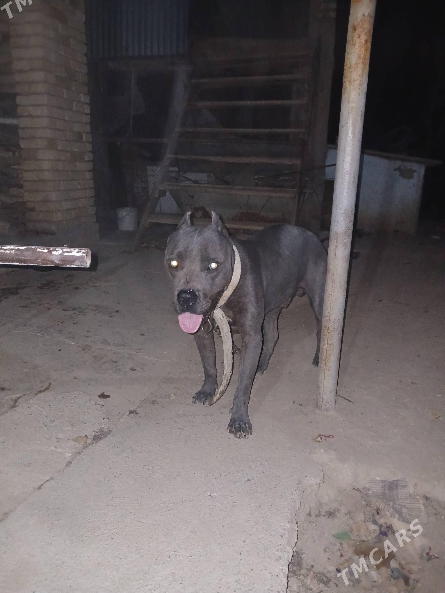 Pitbul - Мары - img 3