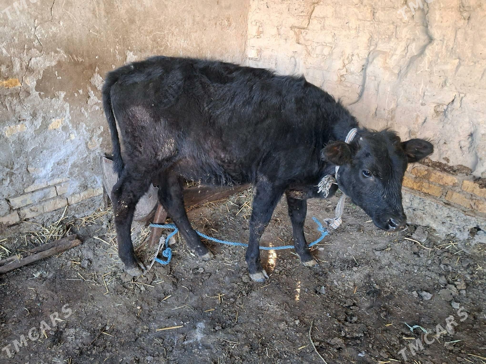 упажын - Türkmenabat - img 2