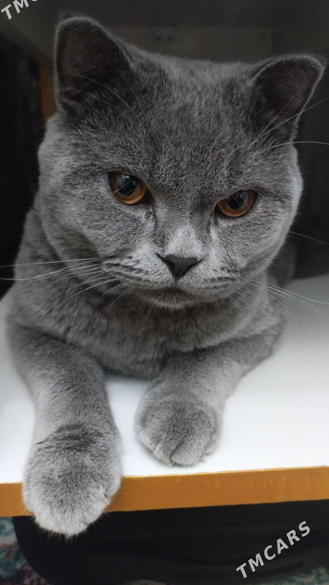 Kot - Гаудан "В" - img 2