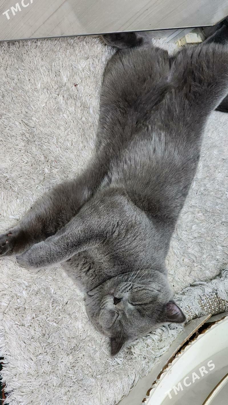 Kot - Гаудан "В" - img 5