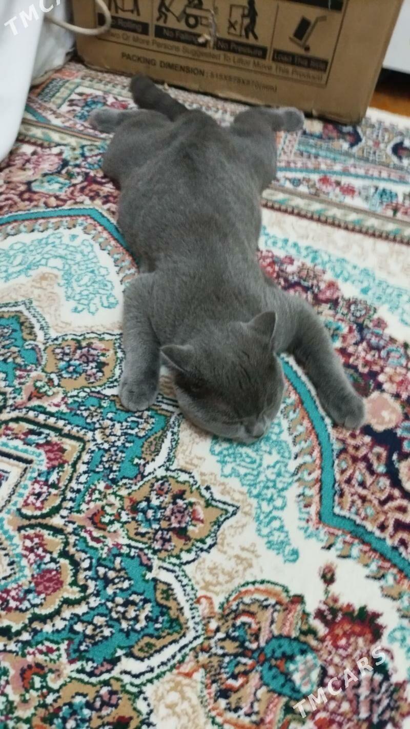 Kot - Гаудан "В" - img 6