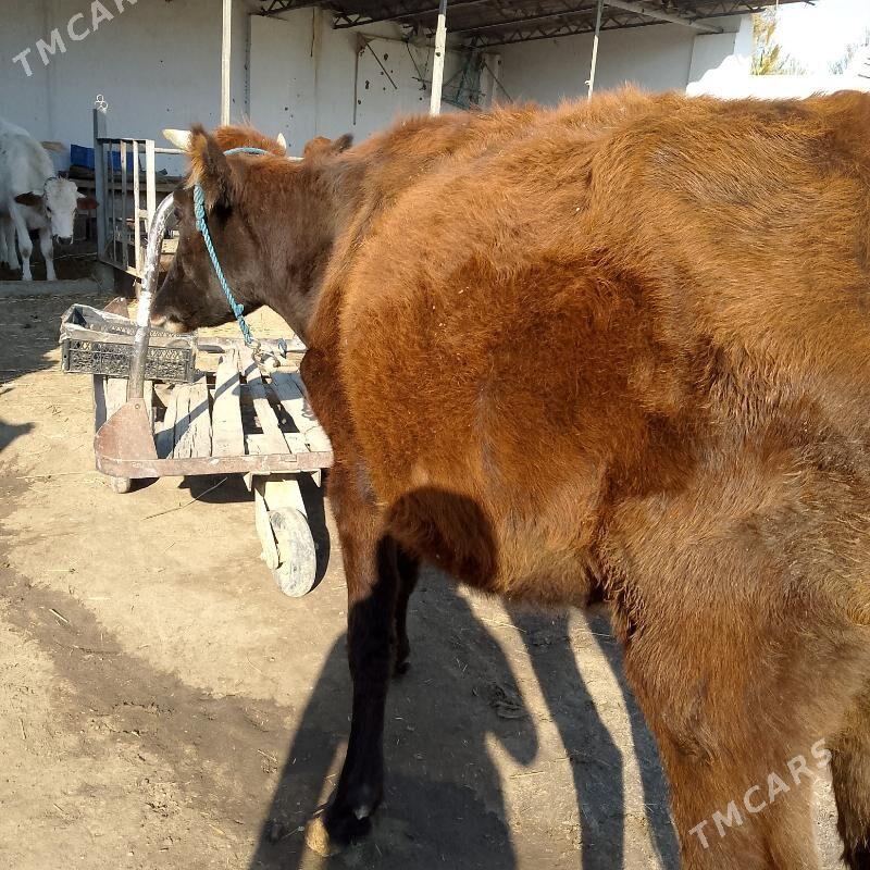 inek ve unajyn - Türkmenabat - img 3