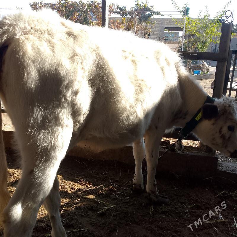 inek ve unajyn - Türkmenabat - img 6