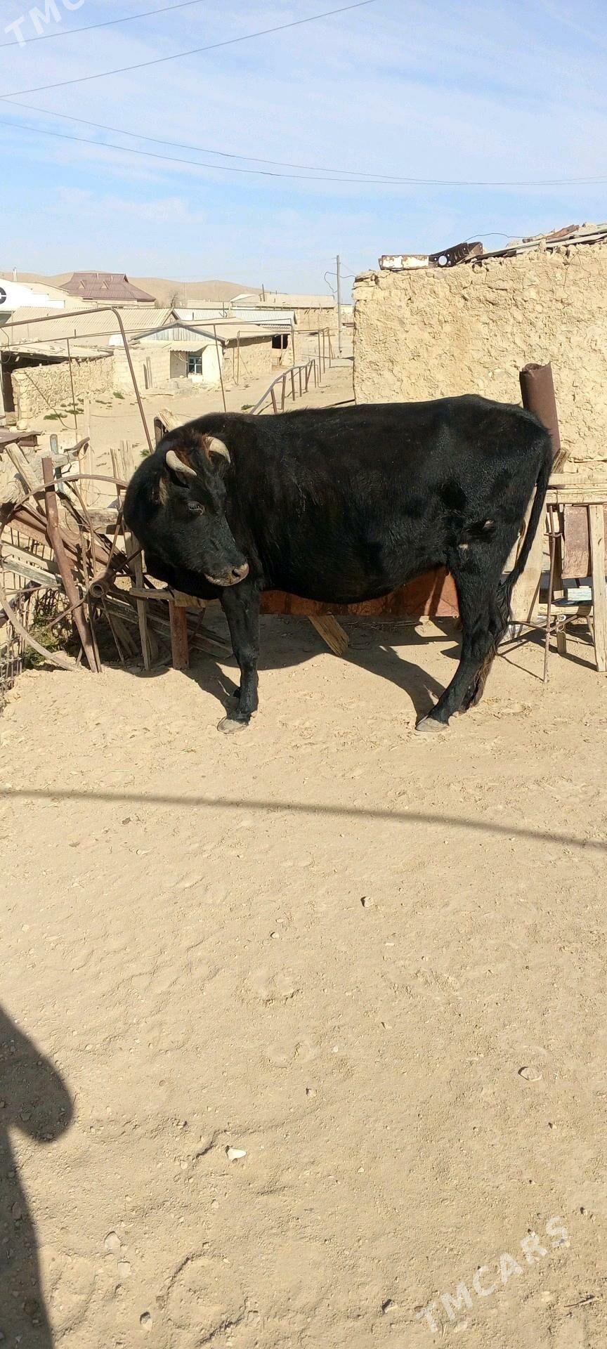 sygyr - Балканабат - img 1