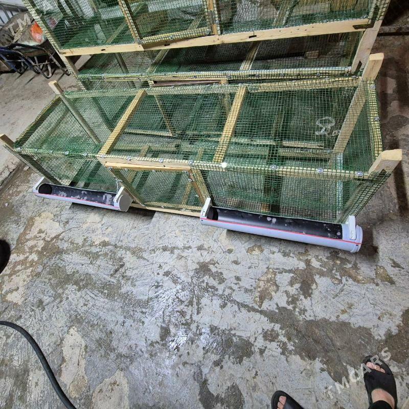 Towuk ketek - Aşgabat - img 2