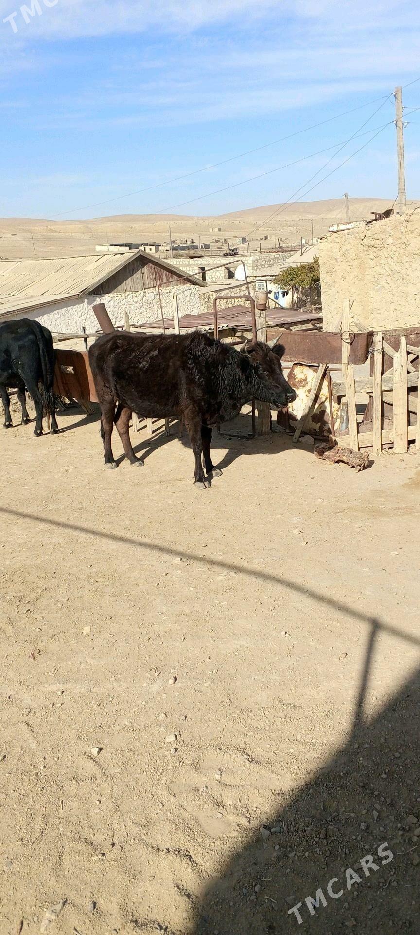 sygyr - Балканабат - img 2