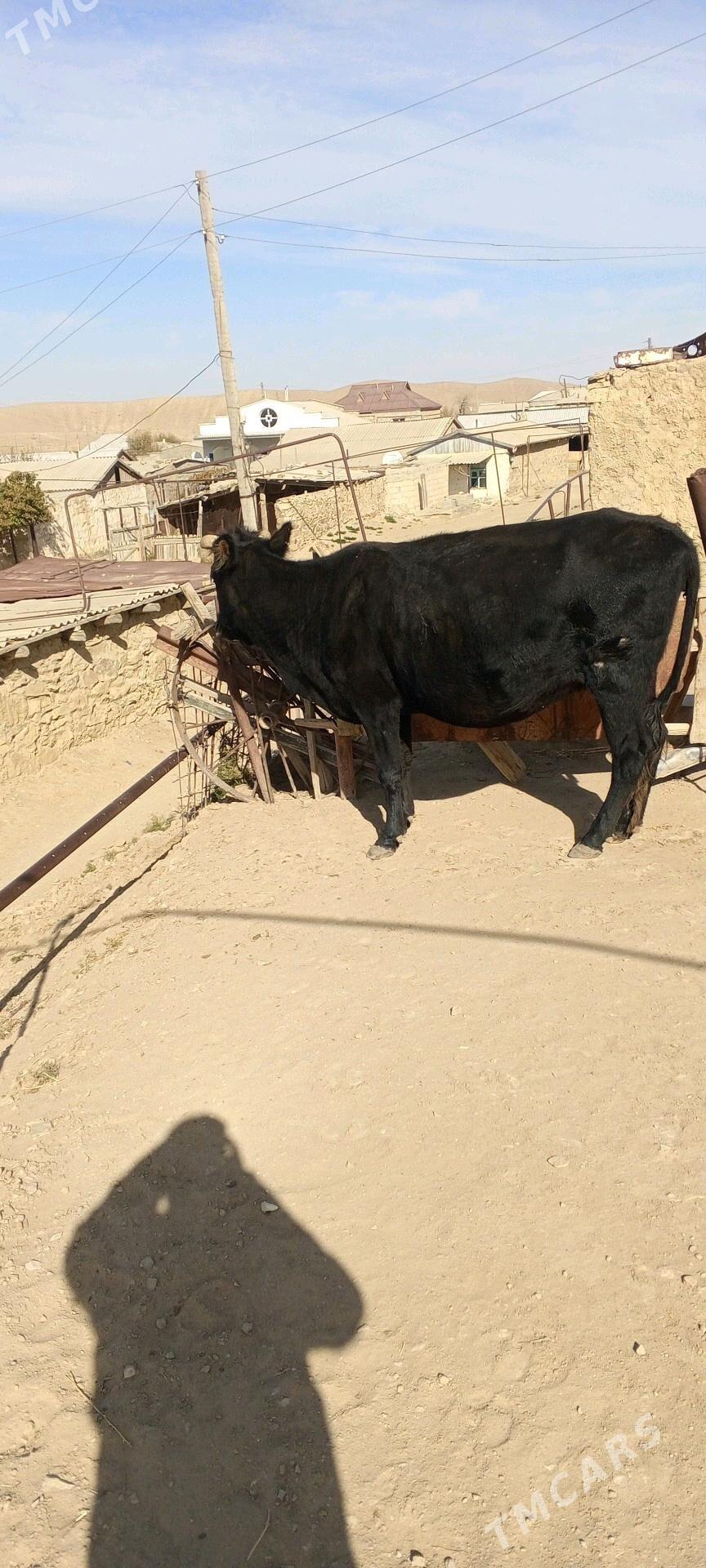 sygyr - Балканабат - img 5