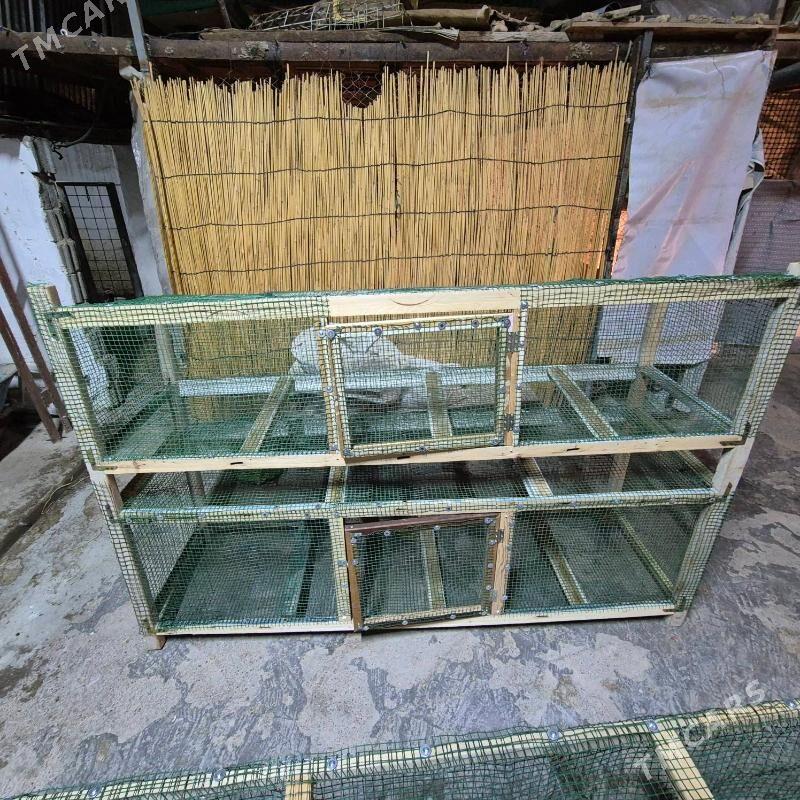 Towuk ketek - Aşgabat - img 1