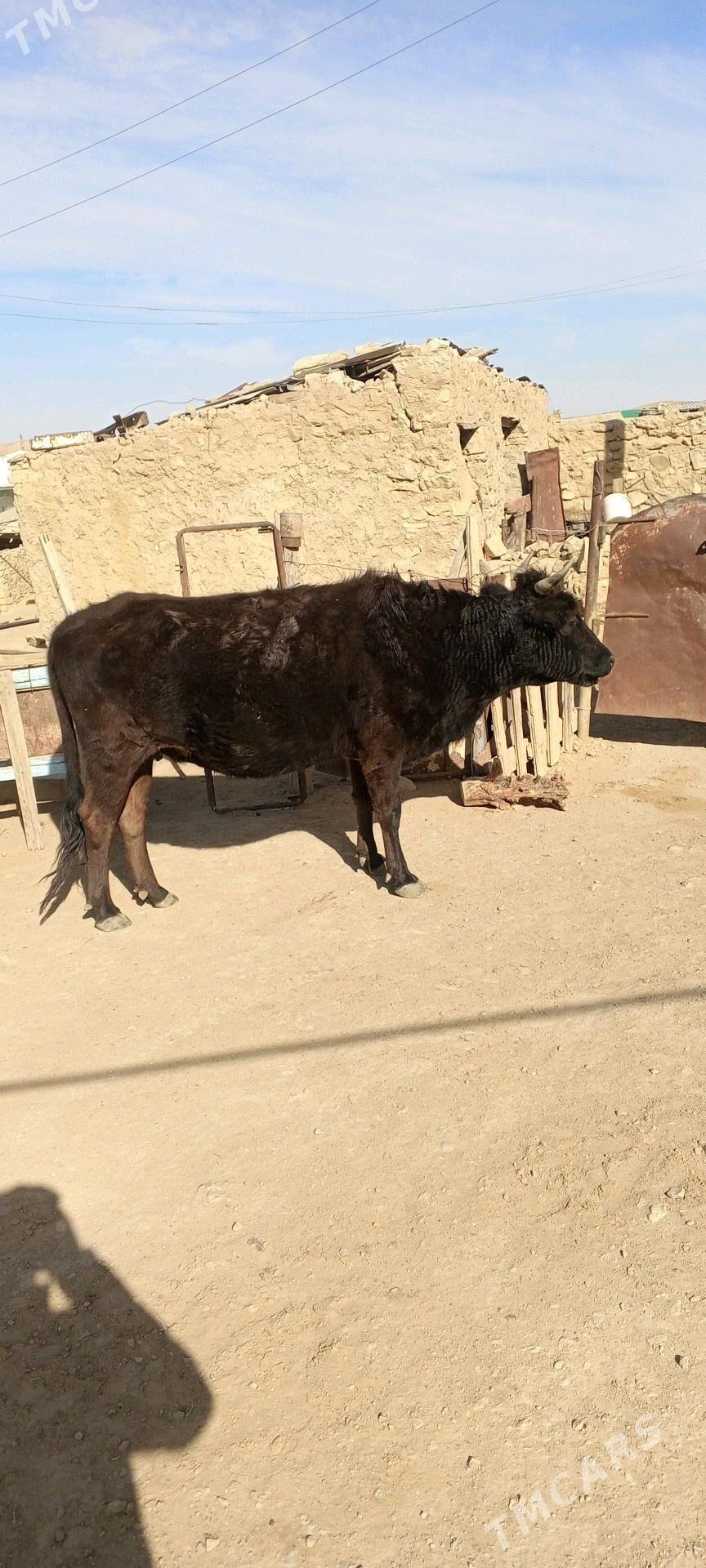 sygyr - Балканабат - img 3