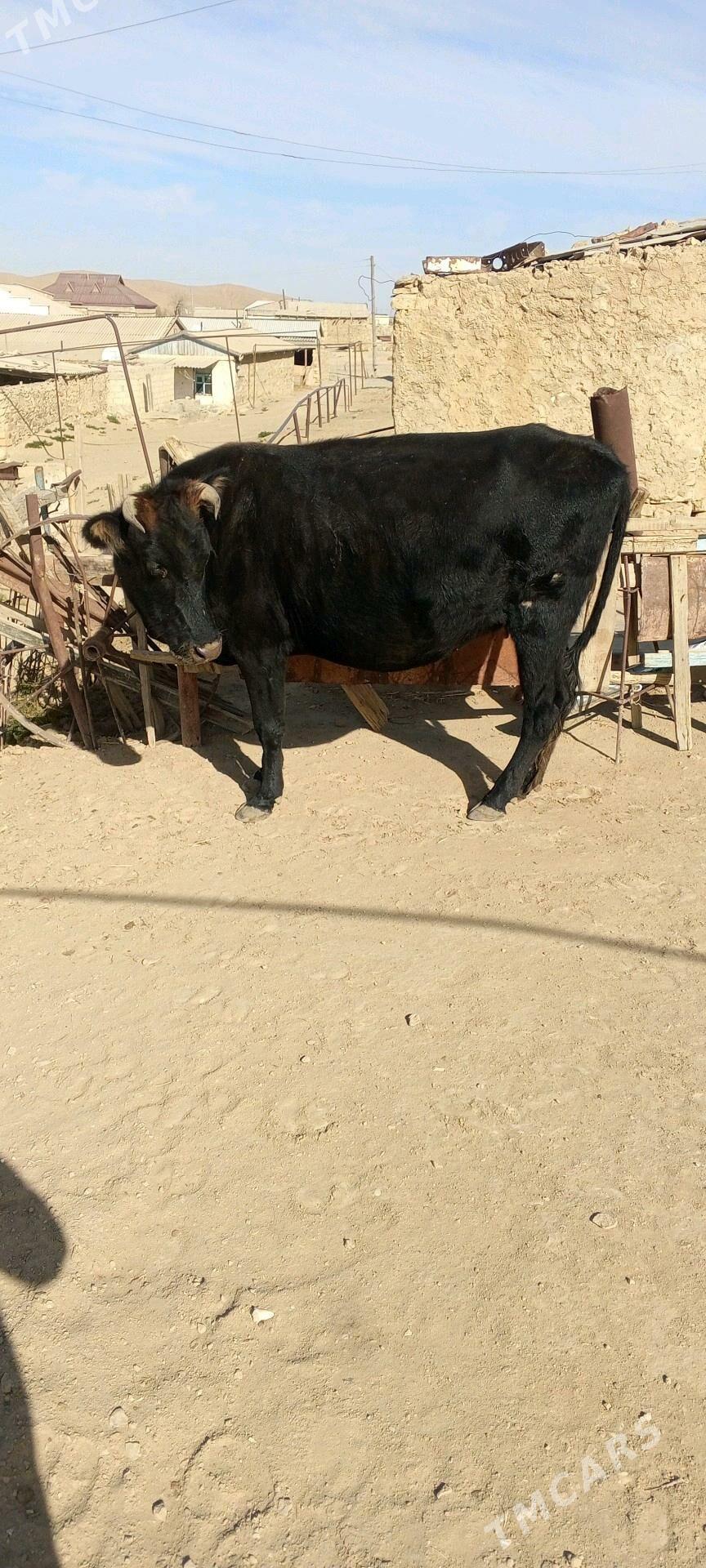 sygyr - Балканабат - img 4