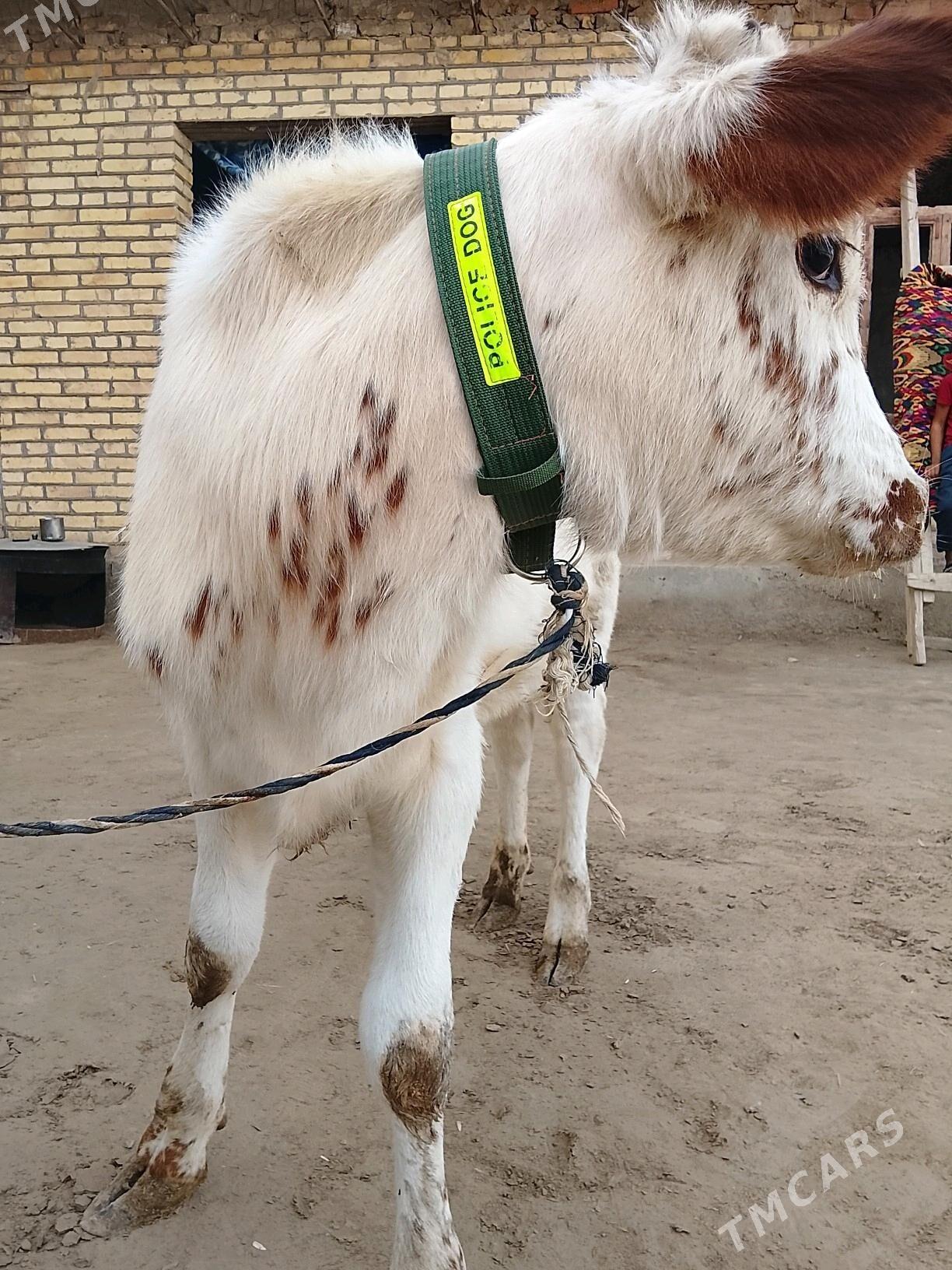 inek ve unajyn - Türkmenabat - img 8