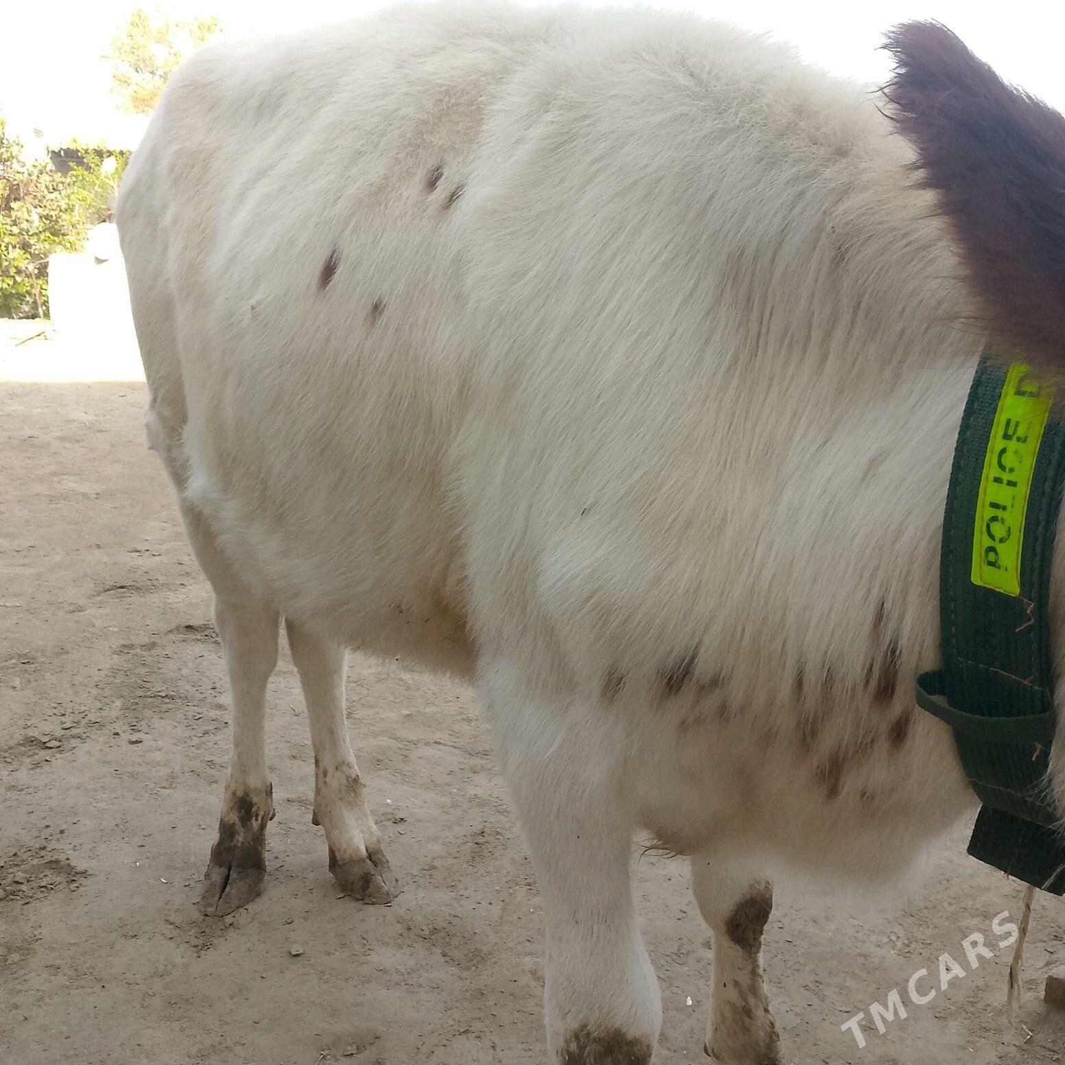 inek ve unajyn - Türkmenabat - img 7