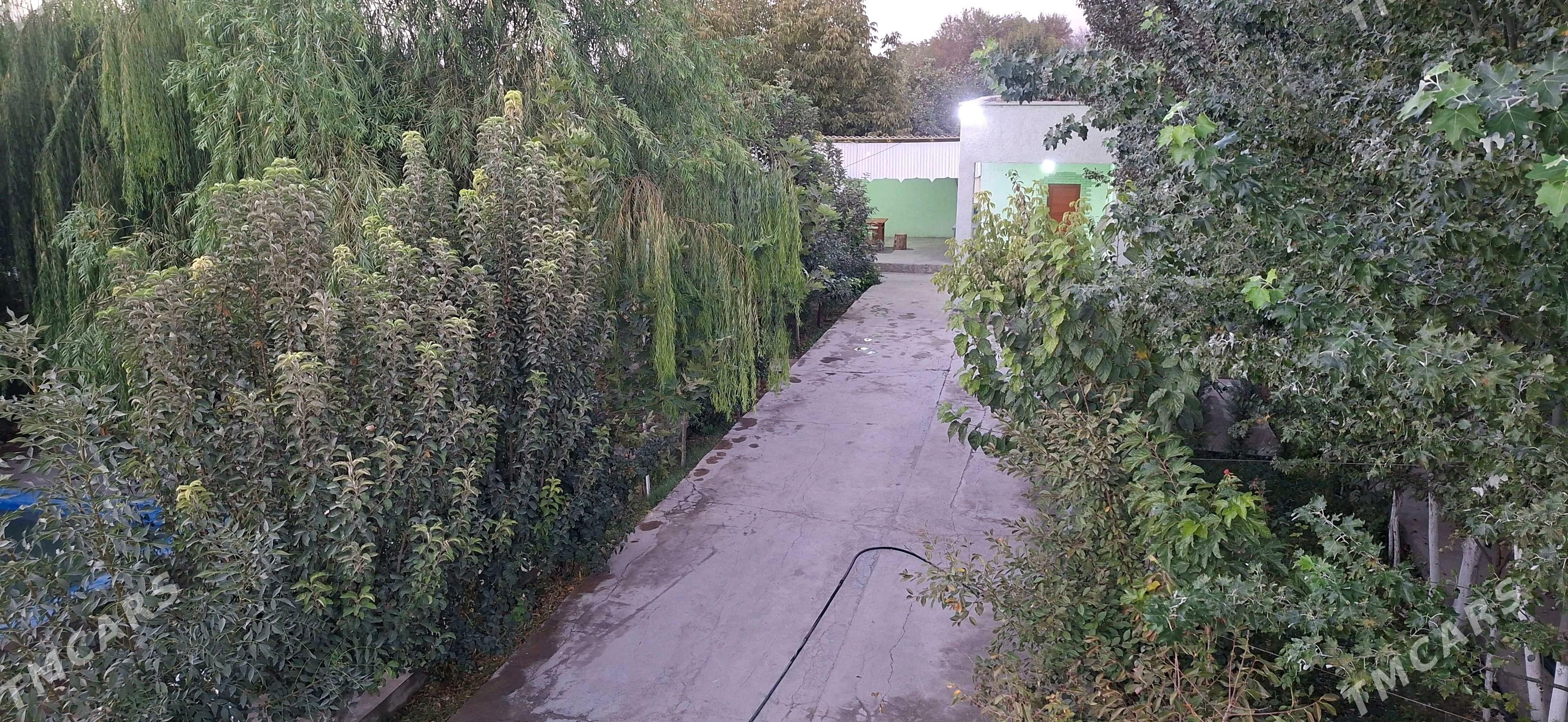 Hywat Daca - Kaka - img 3