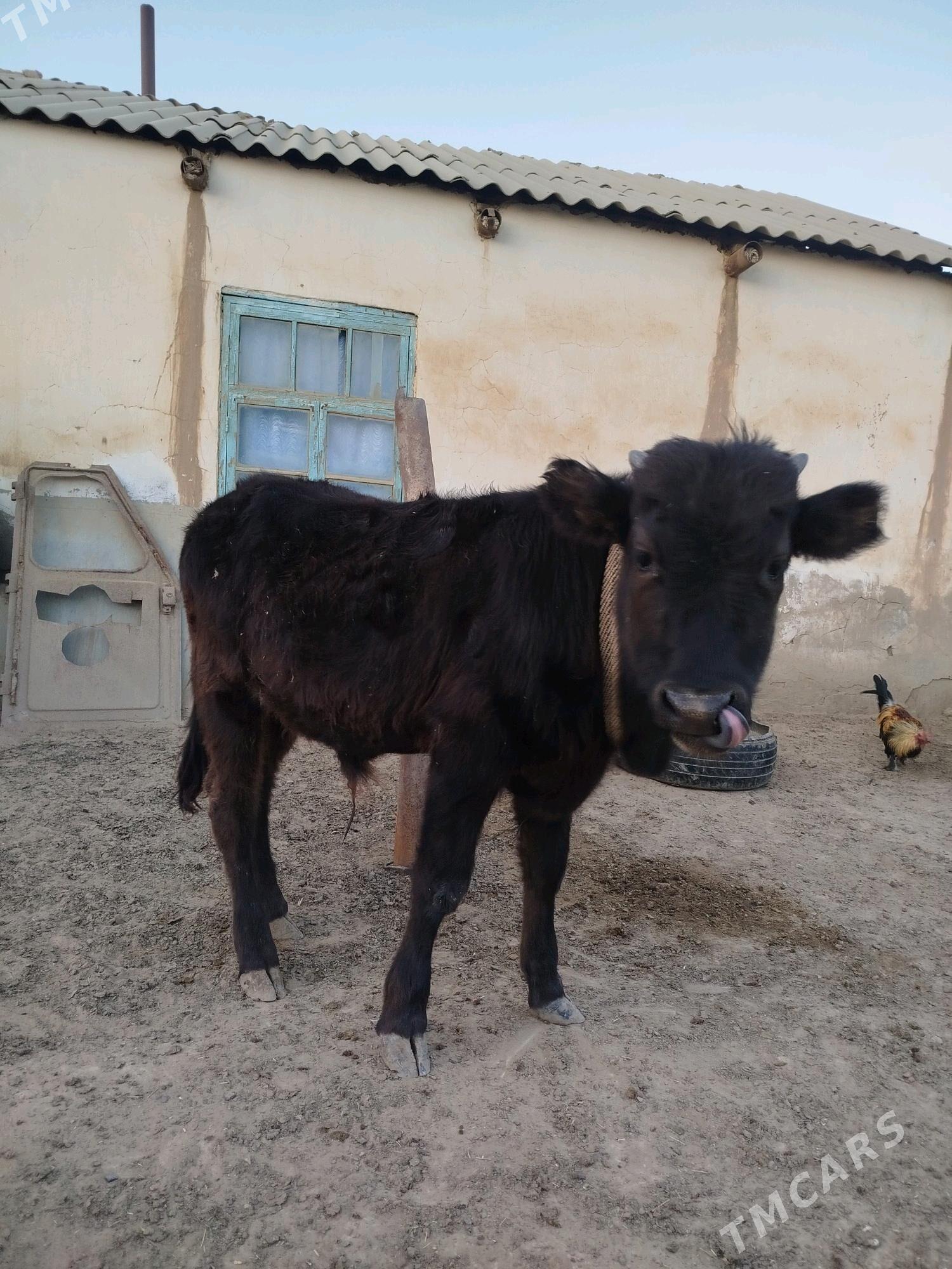 Öküzçe - Esenguly - img 1