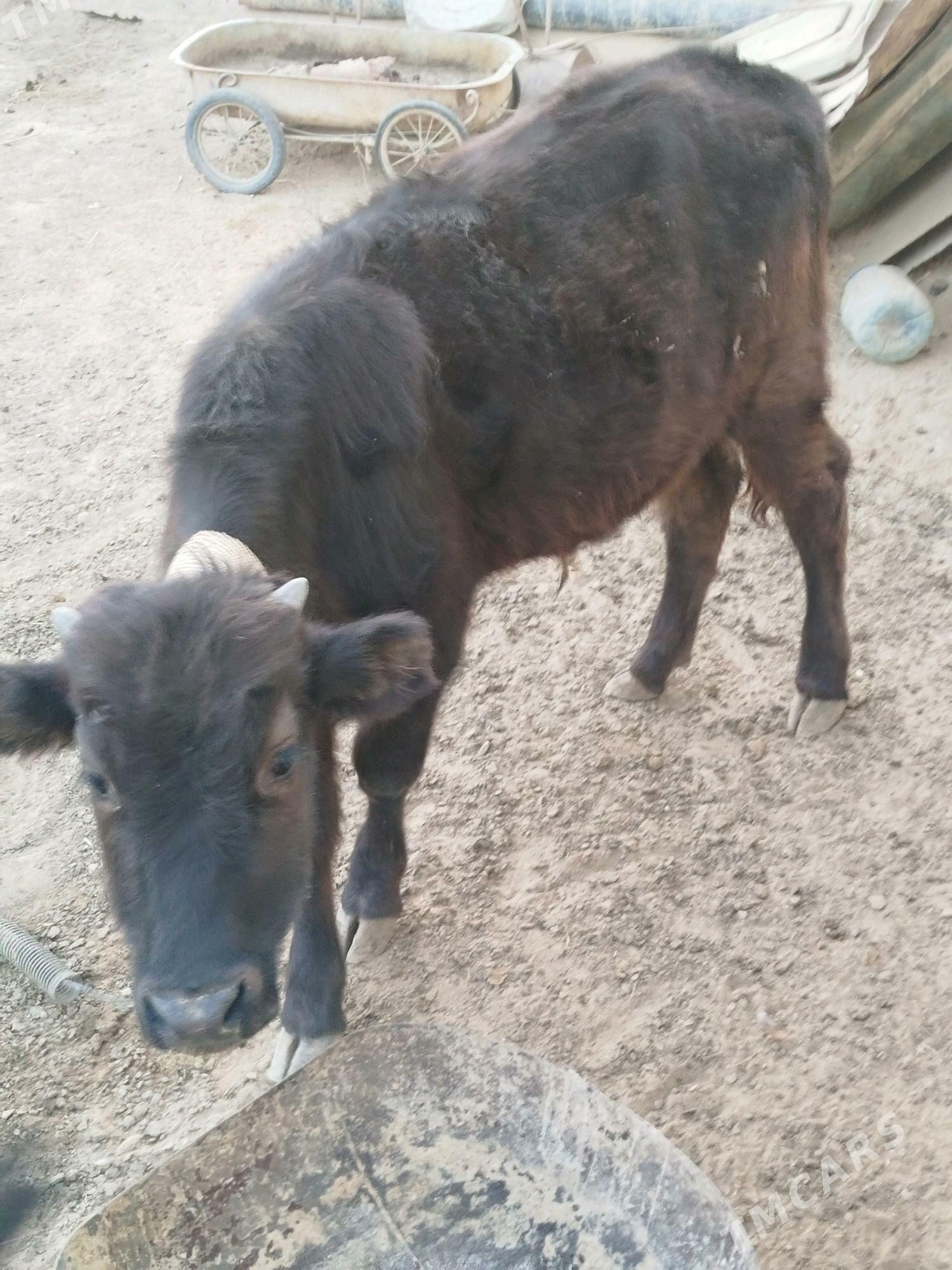 Öküzçe - Esenguly - img 3