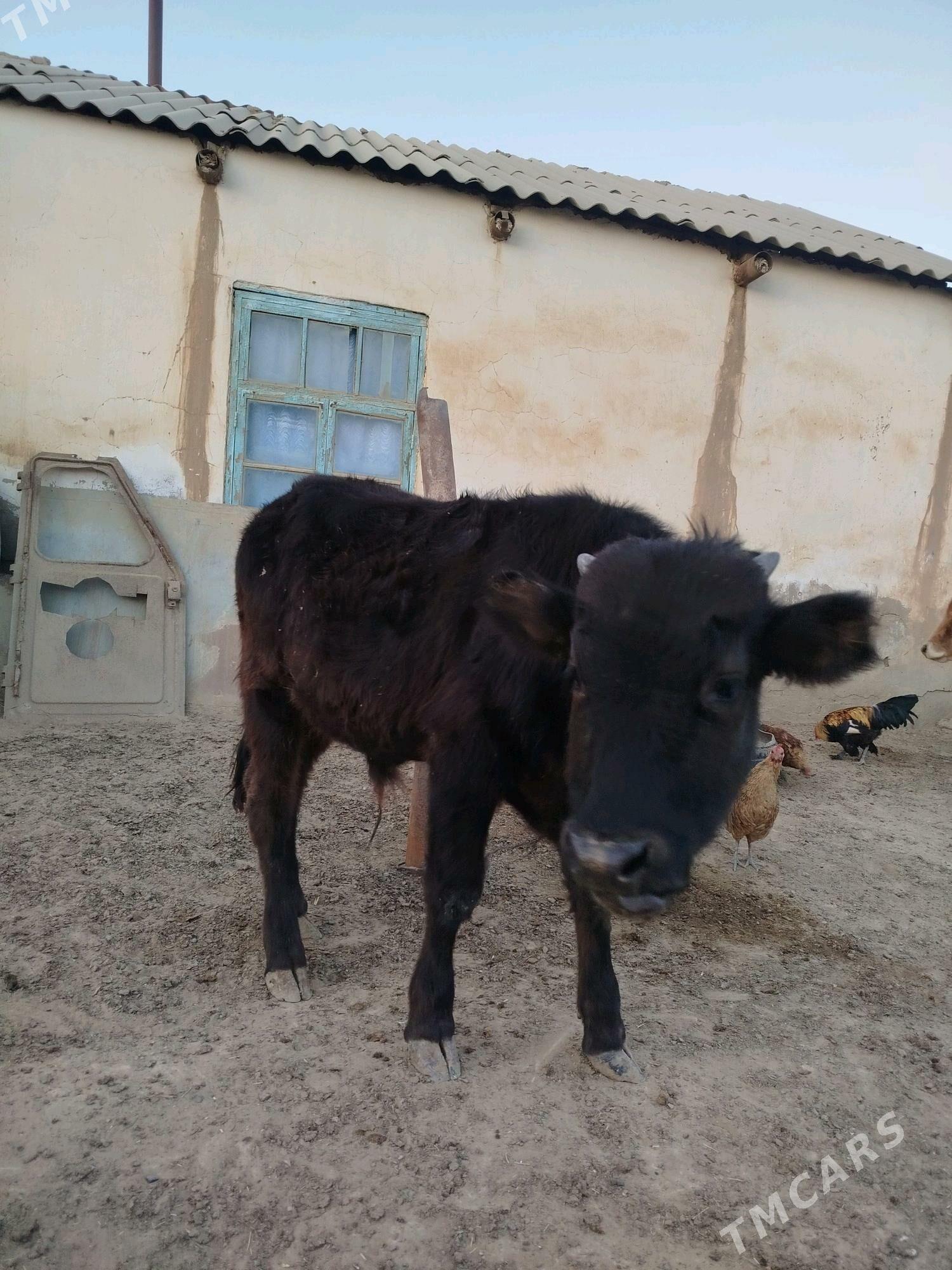 Öküzçe - Esenguly - img 2