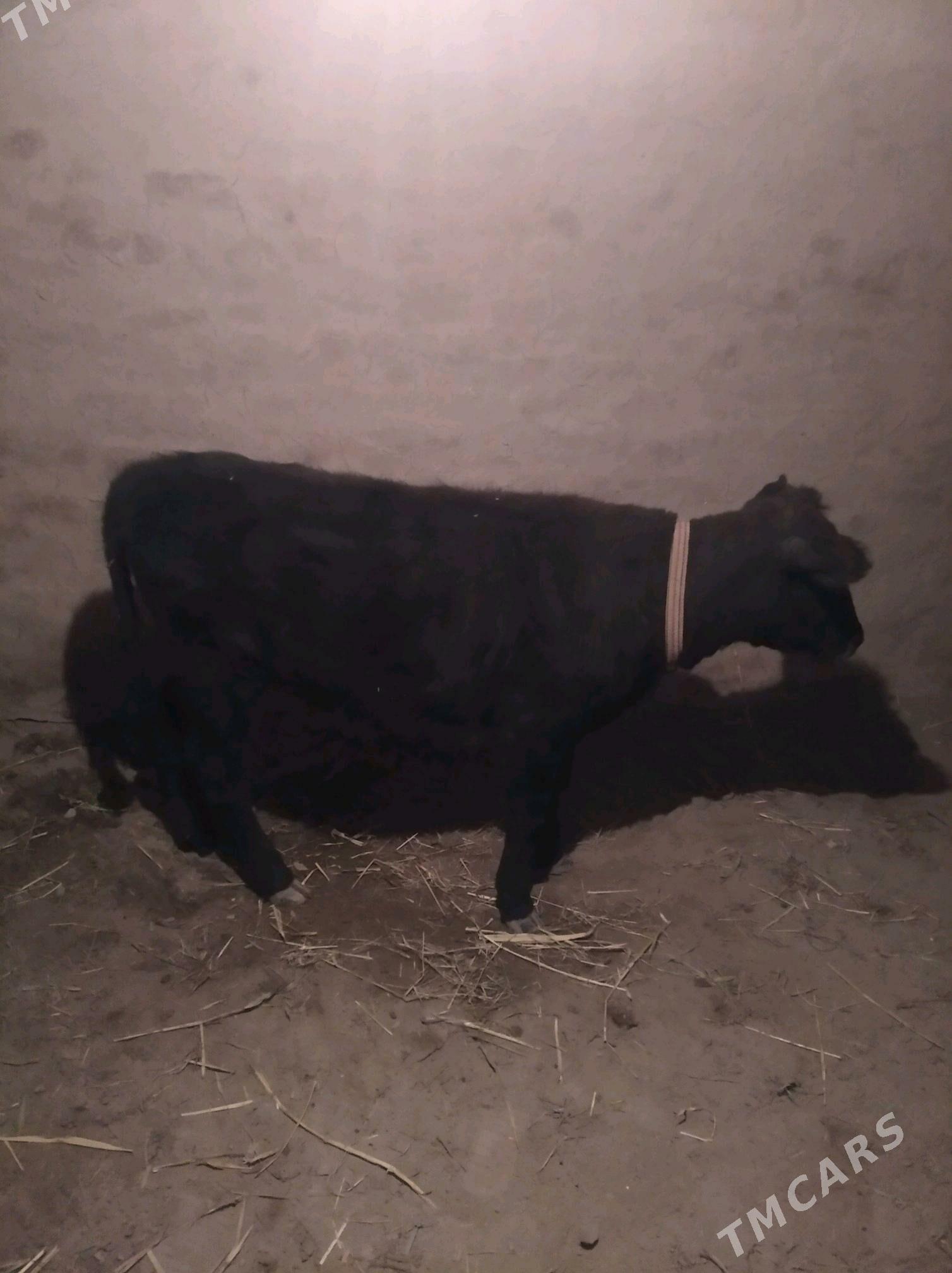 garacar - Daşoguz - img 3