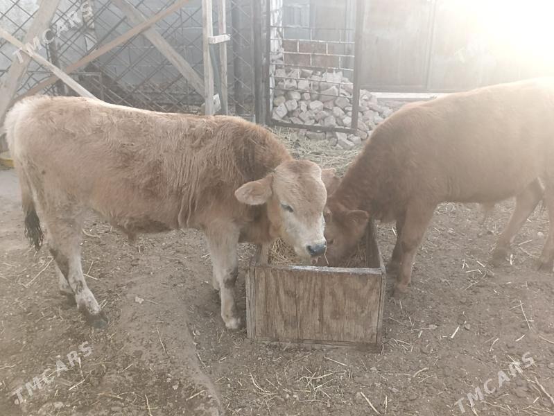 okiz - Балканабат - img 1