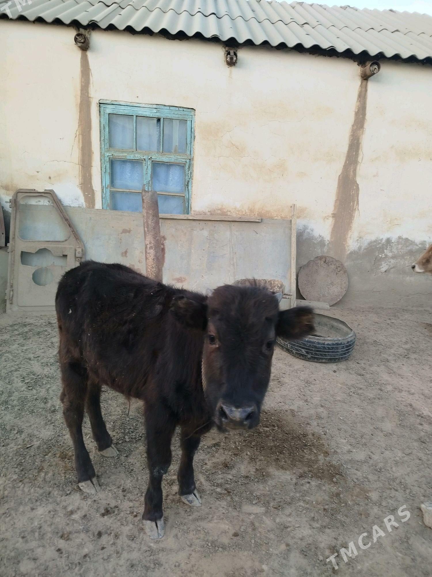 Öküzçe - Esenguly - img 4