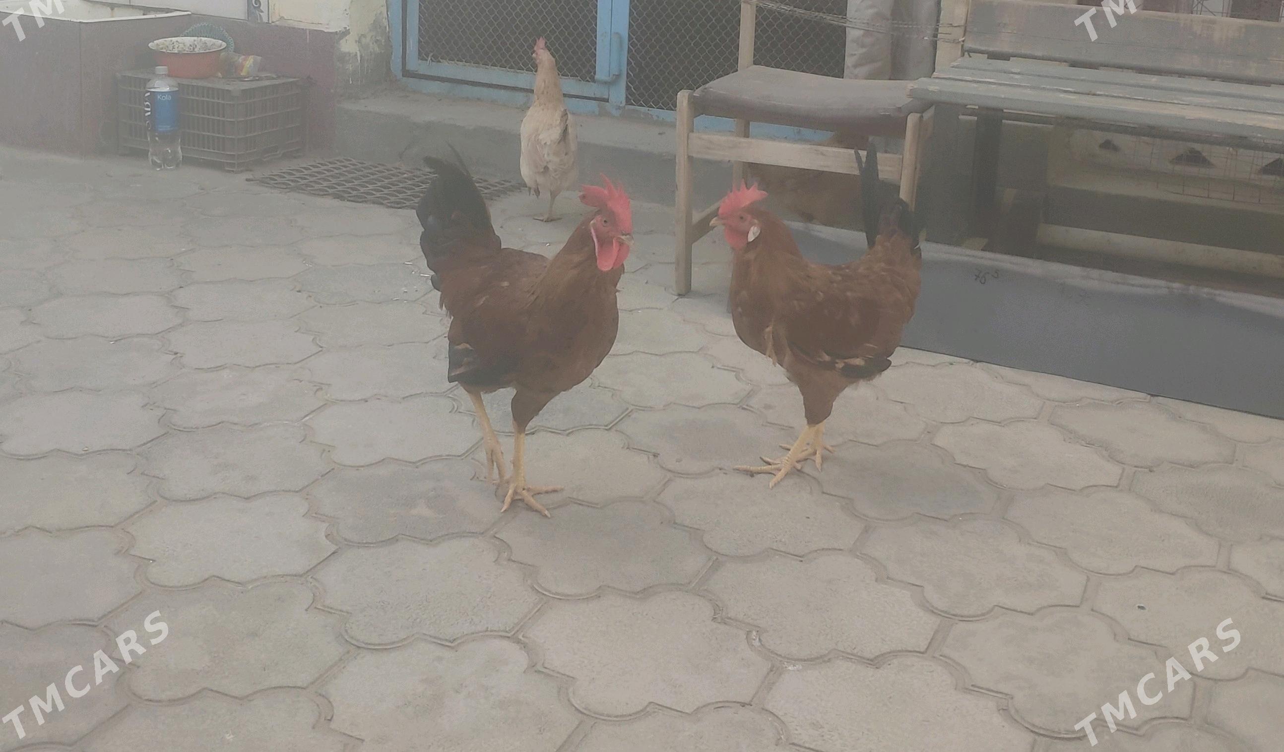 Horaz - Balkanabat - img 2