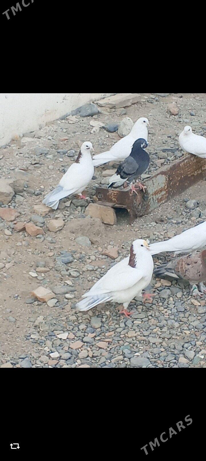 kepderi - Aşgabat - img 3