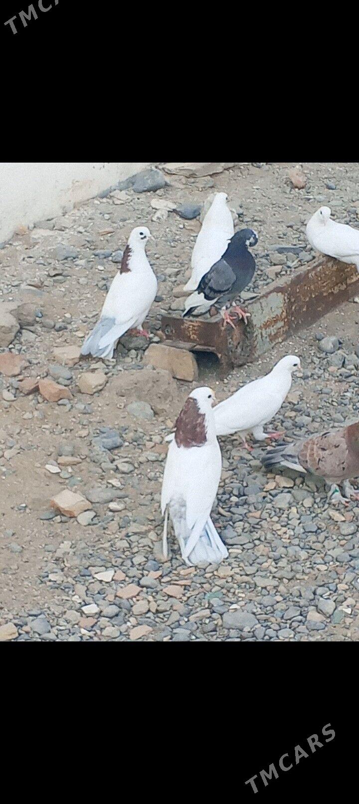 kepderi - Aşgabat - img 2