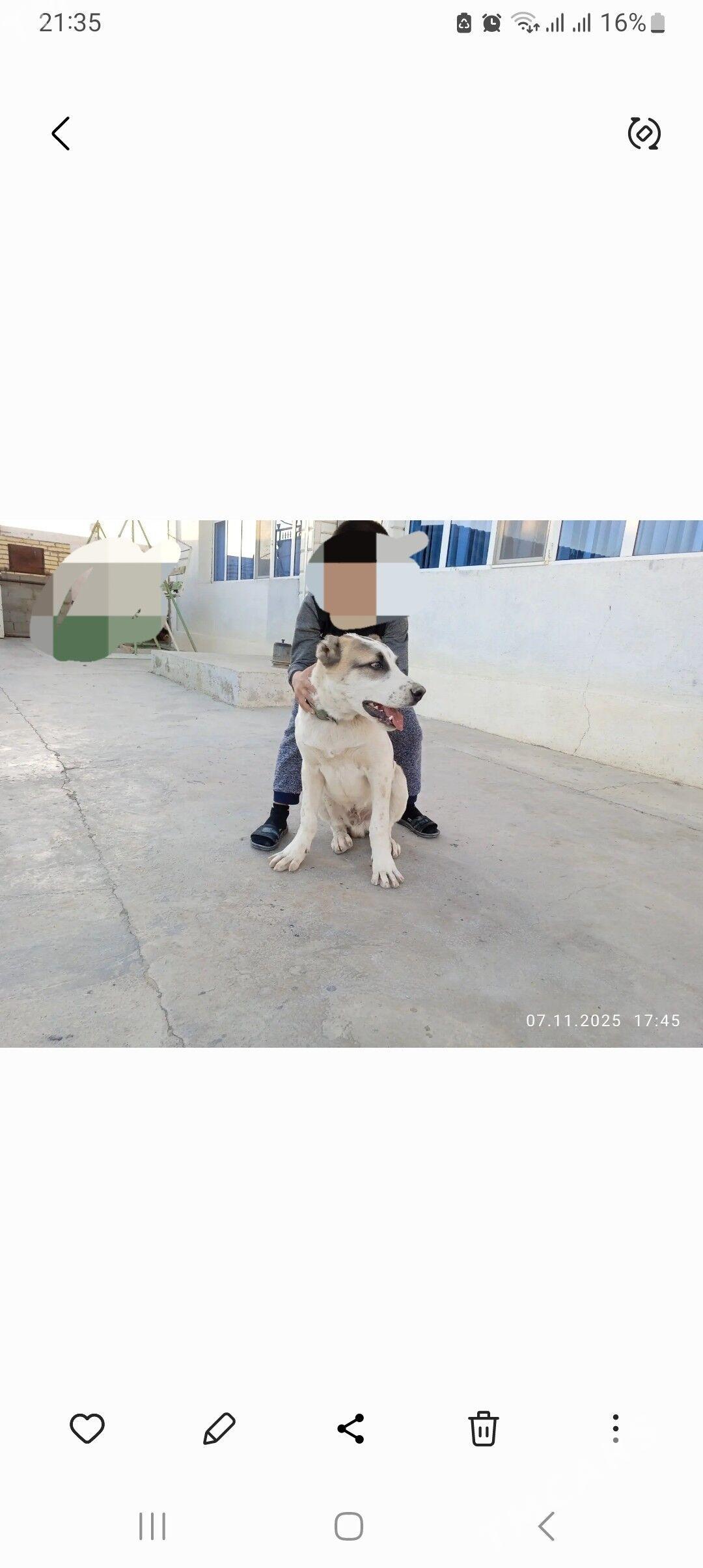 alabay kopek - Gyzylarbat - img 2