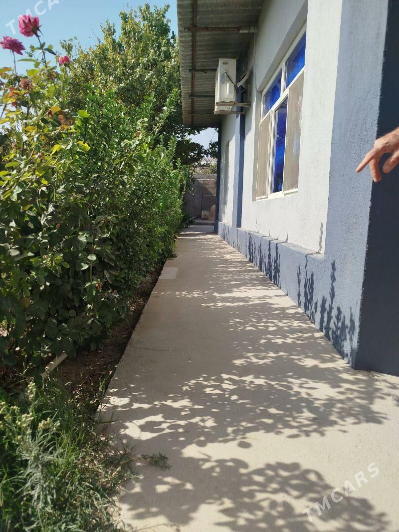 Beresiklet weçnyy zelyonnyy - Багир - img 2