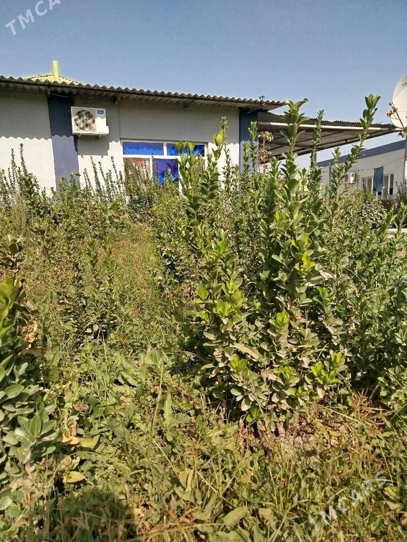 Beresiklet weçnyy zelyonnyy - Багир - img 4