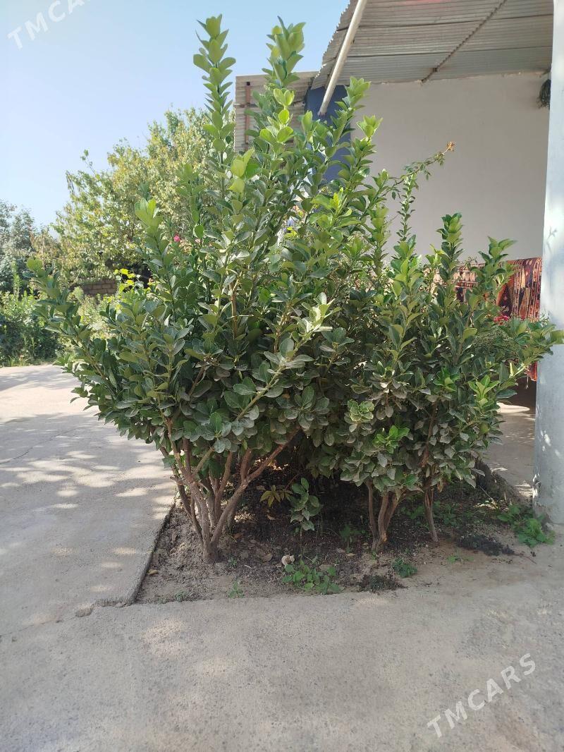 Beresiklet weçnyy zelyonnyy - Багир - img 3